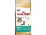 Granule pro kočky Royal Canin cat KITTEN MAIN COON - granule pro mainská mývalí koťata 10kg, doprava zdarma, zboží skladem